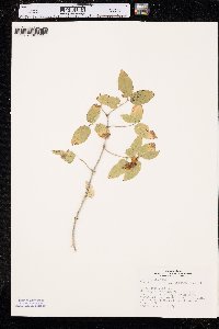 Lonicera tatarica image