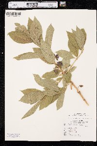 Lonicera involucrata image