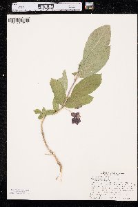 Lonicera involucrata image