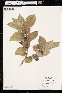 Lonicera involucrata image