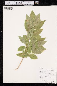 Lonicera involucrata var. involucrata image