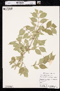 Lonicera maackii image