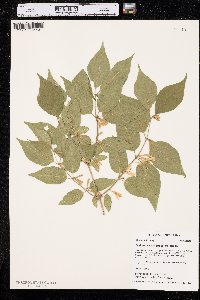 Lonicera maackii image