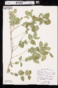 Lonicera morrowii image