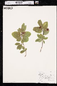 Lonicera utahensis image