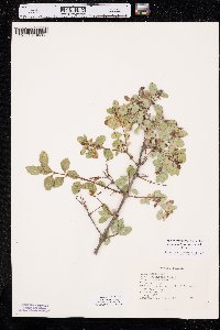 Symphoricarpos albus var. laevigatus image