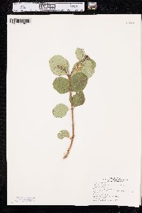 Symphoricarpos occidentalis image