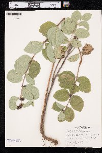 Symphoricarpos occidentalis image