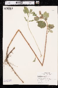 Symphoricarpos occidentalis image