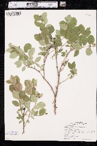 Symphoricarpos occidentalis image