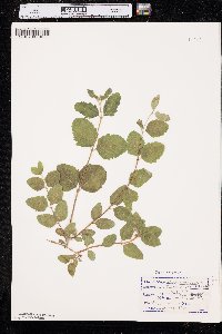 Symphoricarpos occidentalis image