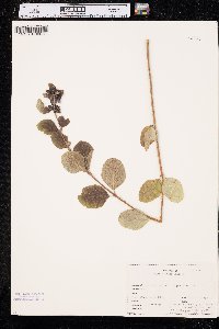 Symphoricarpos occidentalis image