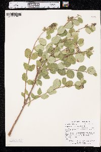 Symphoricarpos occidentalis image