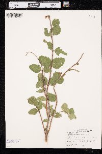 Symphoricarpos occidentalis image