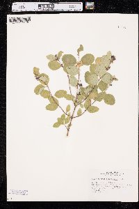 Symphoricarpos occidentalis image