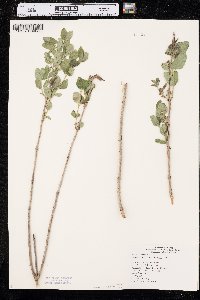 Symphoricarpos occidentalis image