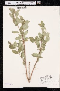 Symphoricarpos occidentalis image