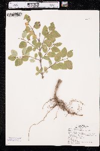 Symphoricarpos occidentalis image