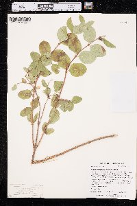 Symphoricarpos occidentalis image