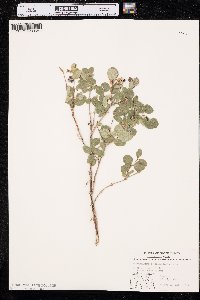 Symphoricarpos occidentalis image