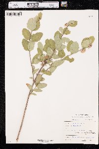 Symphoricarpos occidentalis image