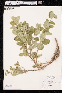 Symphoricarpos occidentalis image