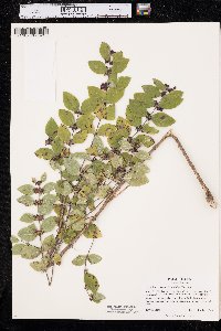 Symphoricarpos orbiculatus image