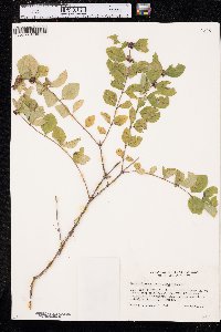 Symphoricarpos orbiculatus image