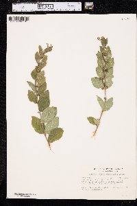 Symphoricarpos orbiculatus image