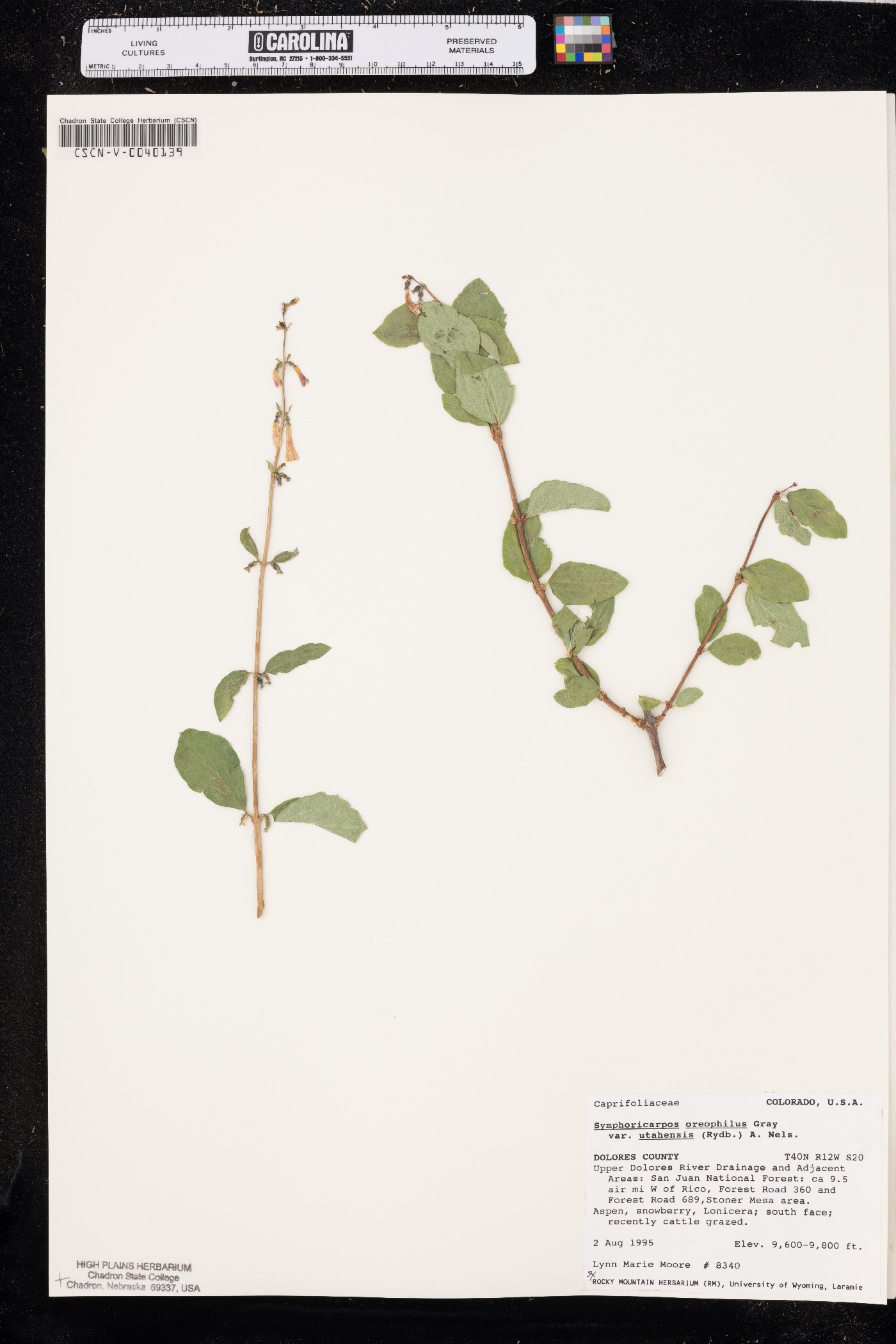 Symphoricarpos oreophilus var. utahensis image