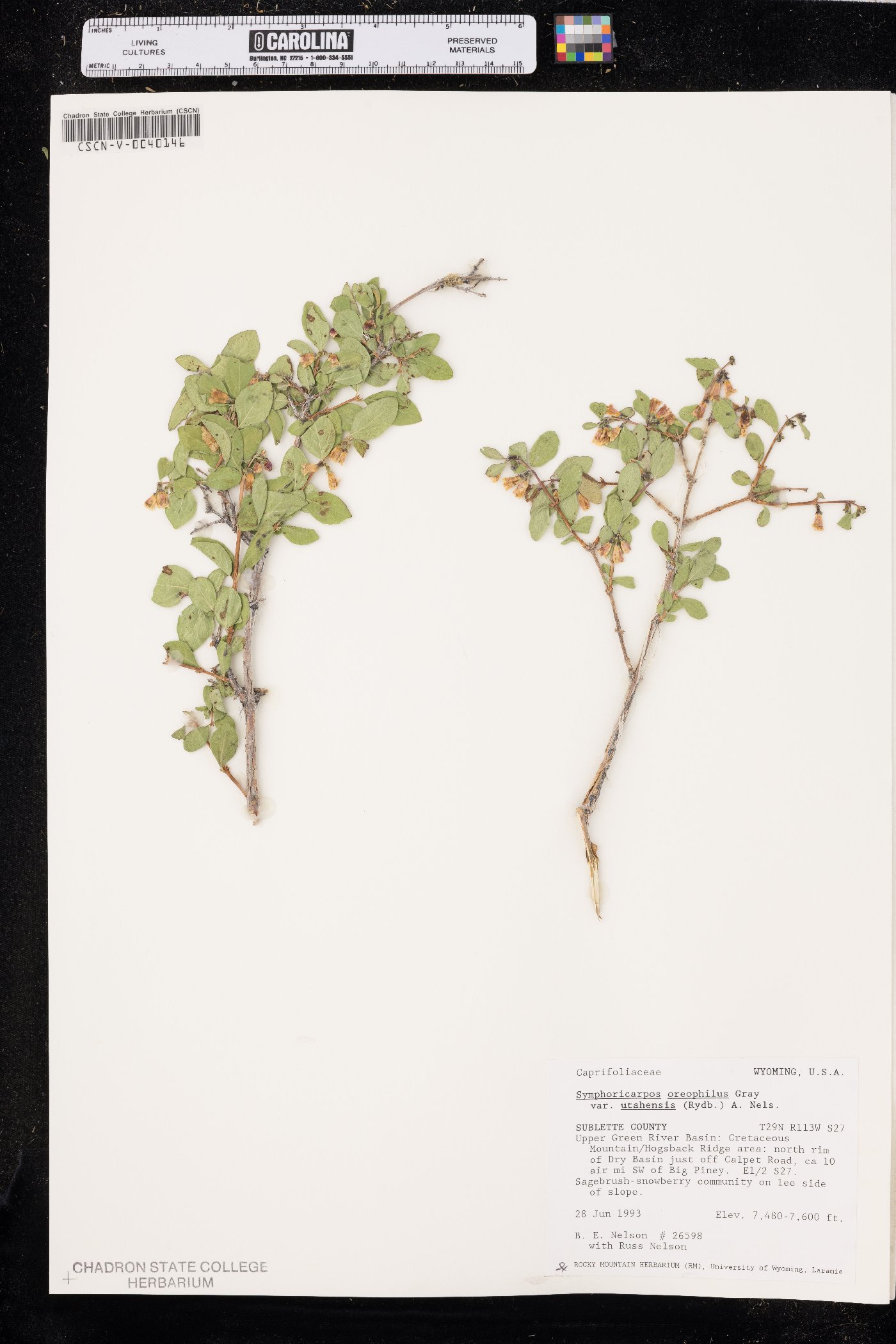 Symphoricarpos oreophilus var. utahensis image