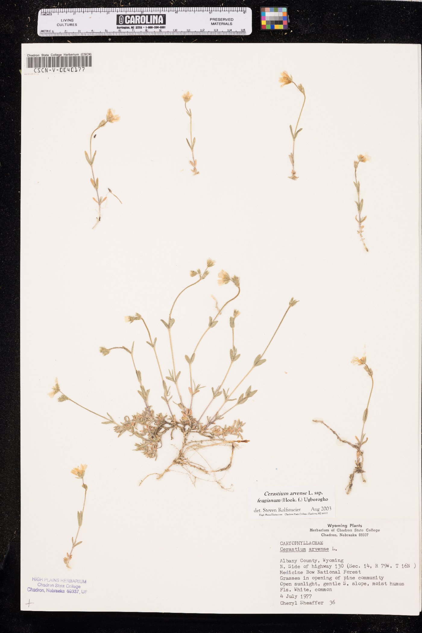 Cerastium arvense subsp. fuegianum image