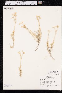 Cerastium arvense subsp. strictum image