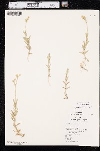 Cerastium arvense subsp. strictum image