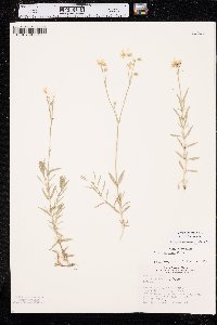 Cerastium arvense subsp. strictum image