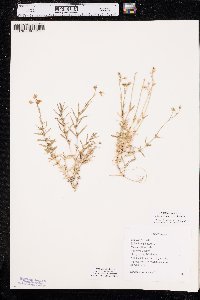 Cerastium arvense subsp. strictum image