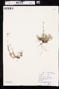 Cerastium arvense subsp. strictum image