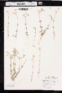 Cerastium brachypodum image