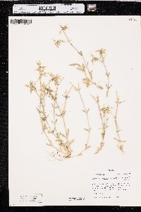 Cerastium brachypodum image