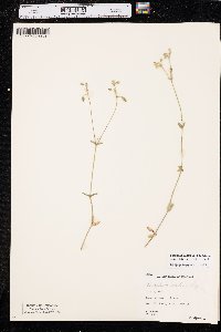 Cerastium fontanum subsp. vulgare image