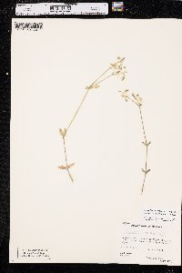 Cerastium fontanum subsp. vulgare image