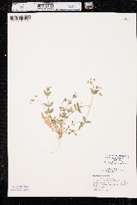 Cerastium fontanum subsp. vulgare image