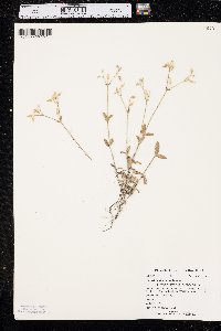 Cerastium fontanum subsp. vulgare image