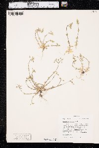 Cerastium pumilum image