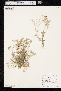 Cerastium semidecandrum image