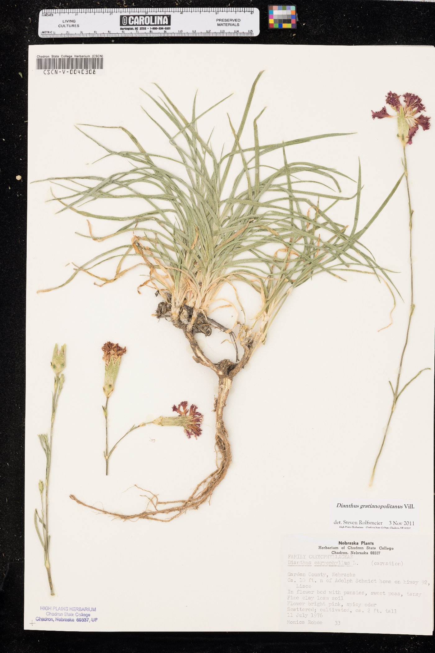 Dianthus gratianopolitanus image