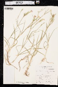 Dianthus hyssopifolius image