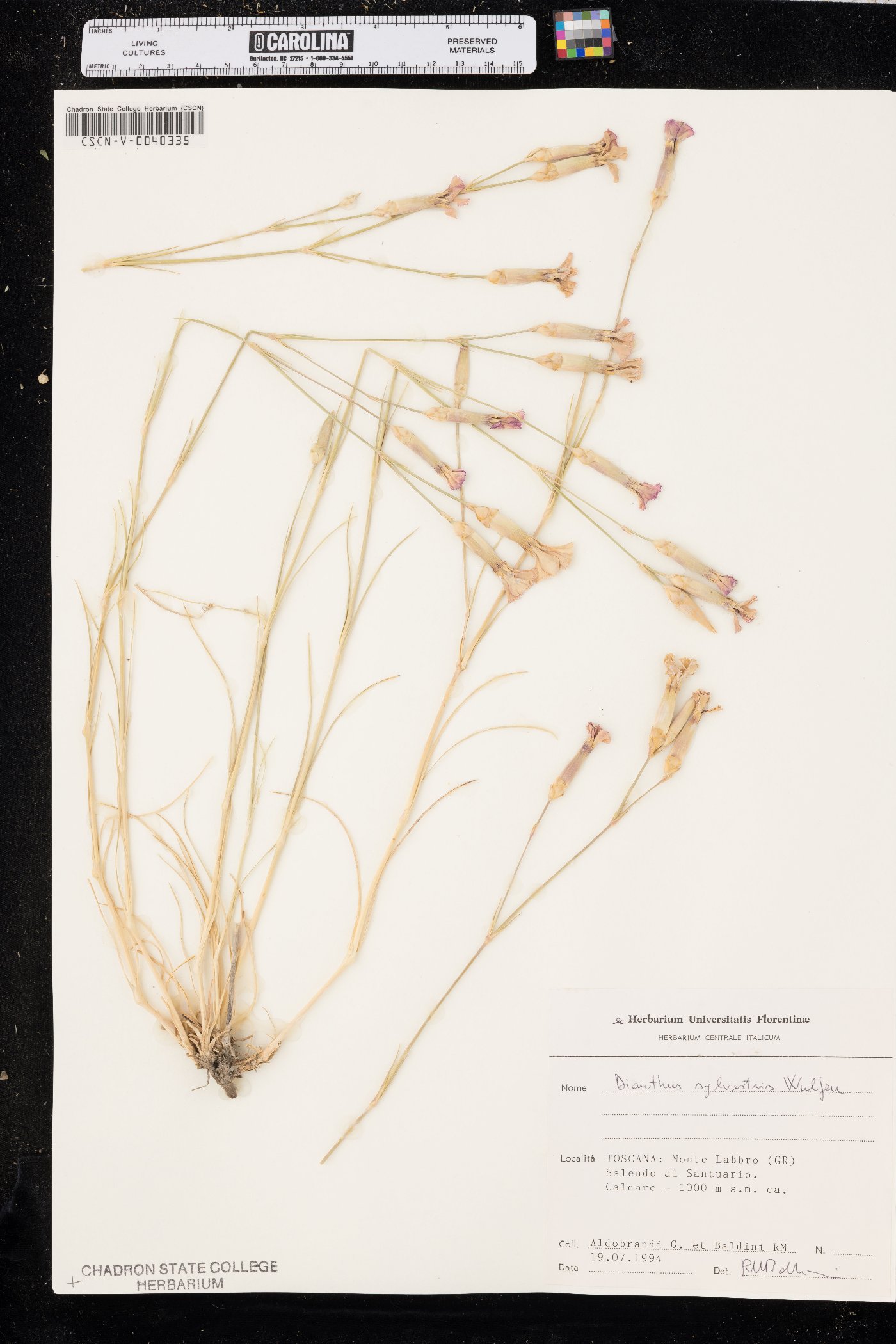 Dianthus sylvestris image