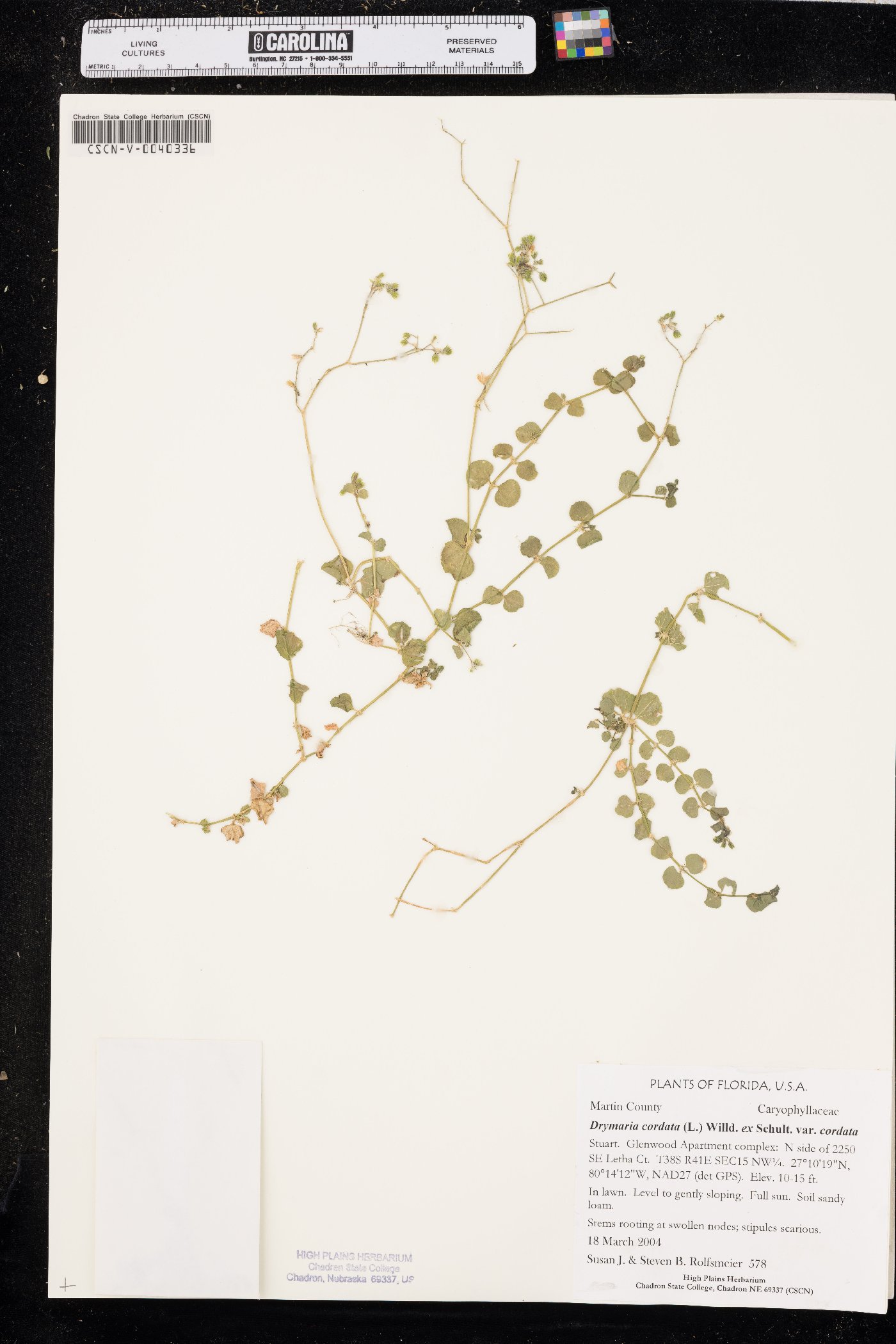 Drymaria cordata var. cordata image