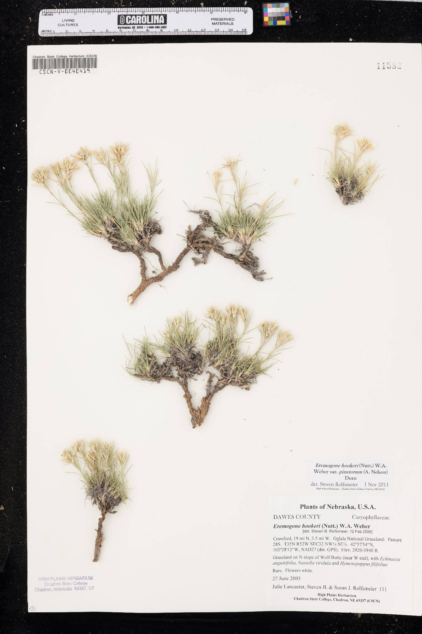 Eremogone hookeri var. pinetorum image